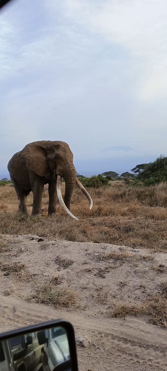 Safari image 3